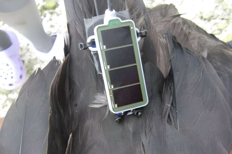 Рюкзачок із датчиками на сонячній батареї, який прикріпили до птаха, який взяв участь в експерименті.&amp;nbsp;Abram Fleishman