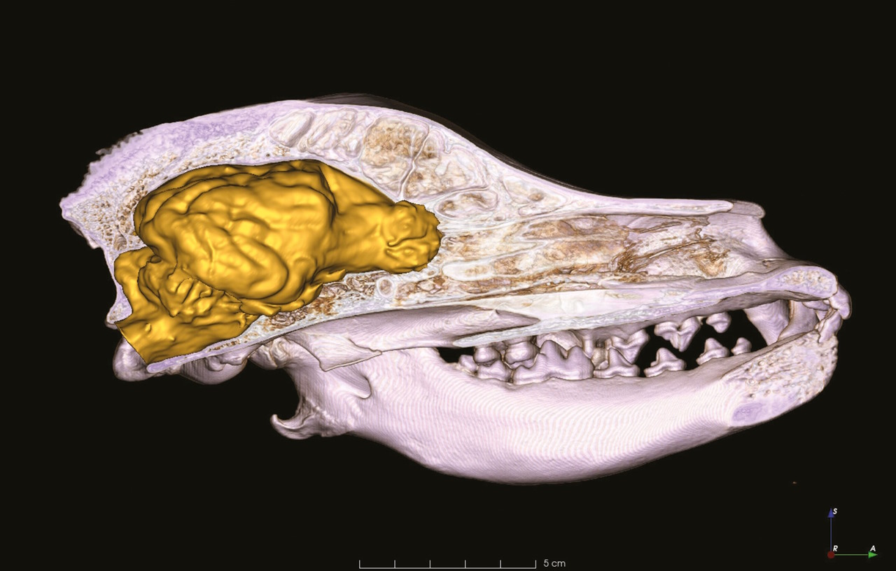 КТ-скан черепа угорської вижли із візуалізацією мозку.&amp;nbsp;László Zsolt Garamszegi et al. /&amp;nbsp;Evolution, 2023