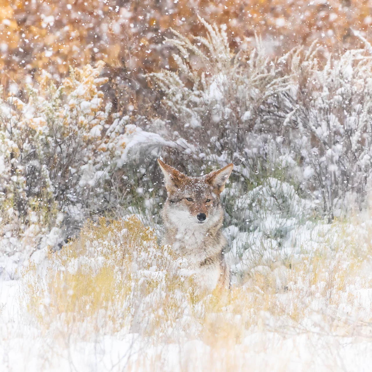 Койот (Canis latrans) у снігу. Pam Dorner
