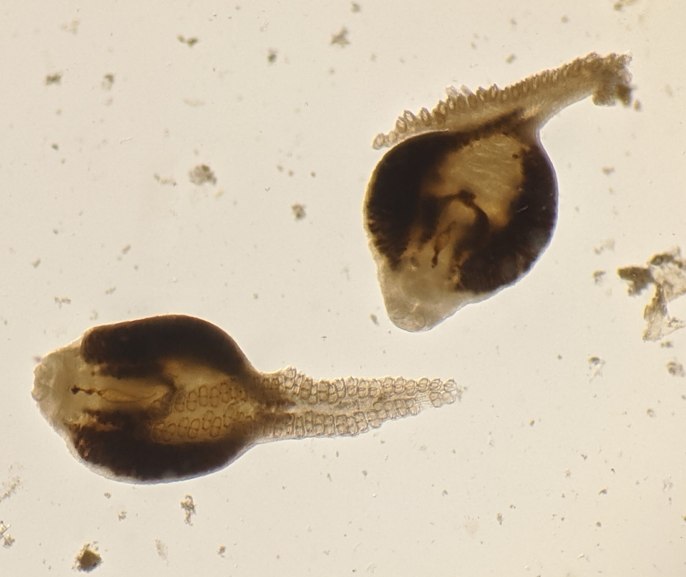 Паразити моногенеї (Microcotyle sebastis) з однієї з риб.&amp;nbsp;Katie Leslie / University of Washington