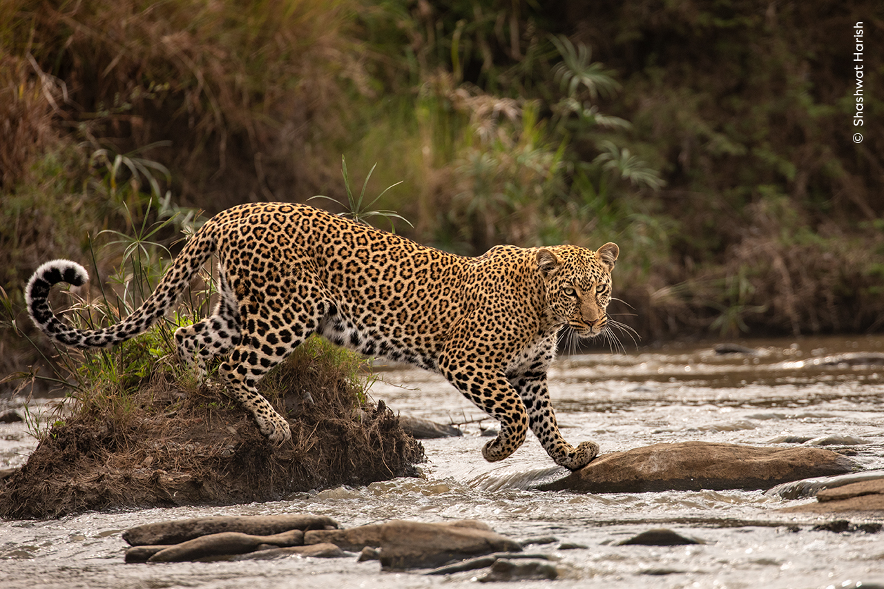 Прогулянка леопарда  у національному парку Масаї-Мара у Кенії. Shashwat Harish