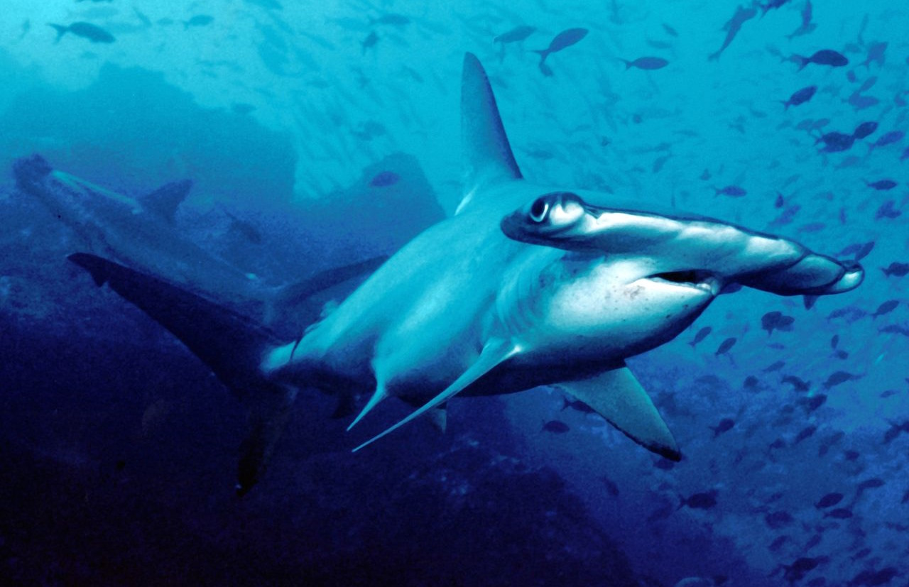 &amp;nbsp;  Зубчаста акула-молот (Sphyrna lewini). Barry Peters /&amp;nbsp;Wikimedia Commons