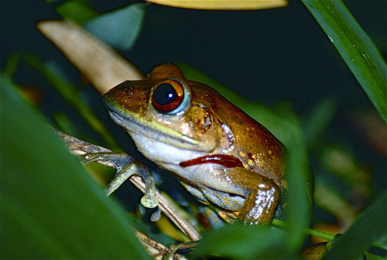 Ендемічна для Мадагаскару жаба&amp;nbsp;Boophis goudotii із п'явкою.&amp;nbsp;Bernard DUPONT /&amp;nbsp;Flickr