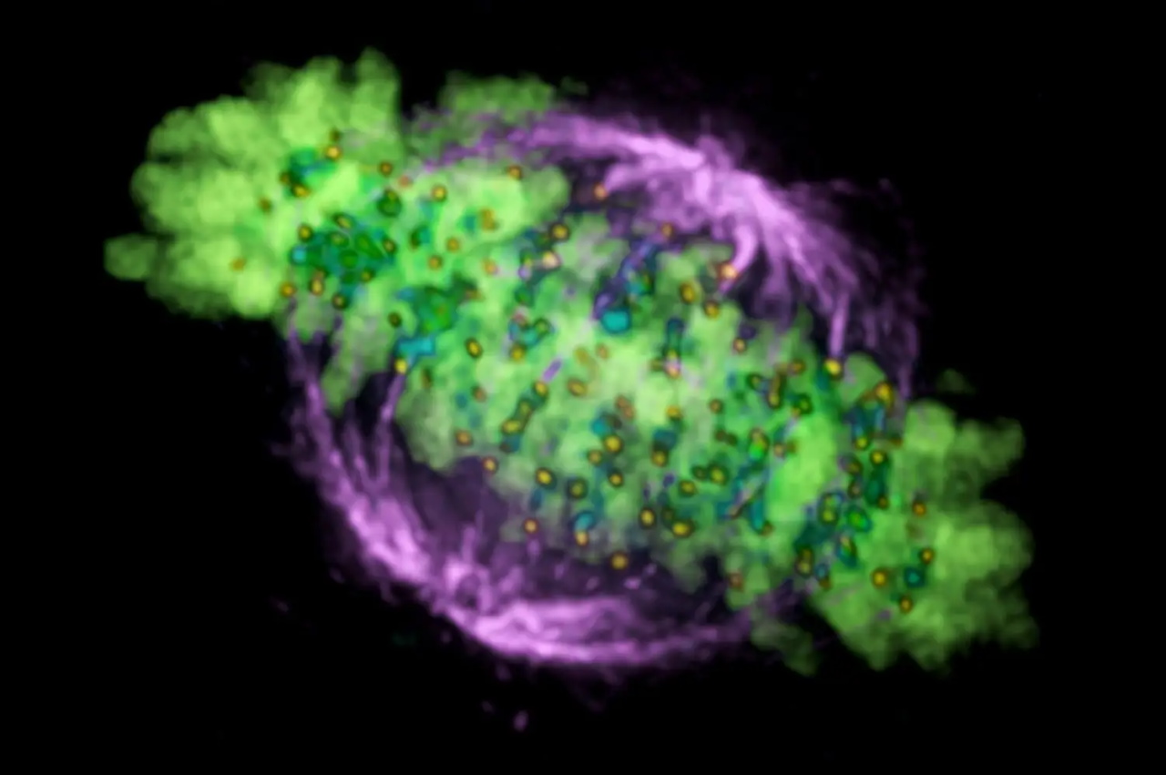 Веретено поділу. Фіолетовим кольором зображено мікротрубочки, зеленим — хромосоми.&amp;nbsp;DR PAUL ANDREWS, UNIVERSITY OF DUNDEE / Science Photo Library / Getty Images
