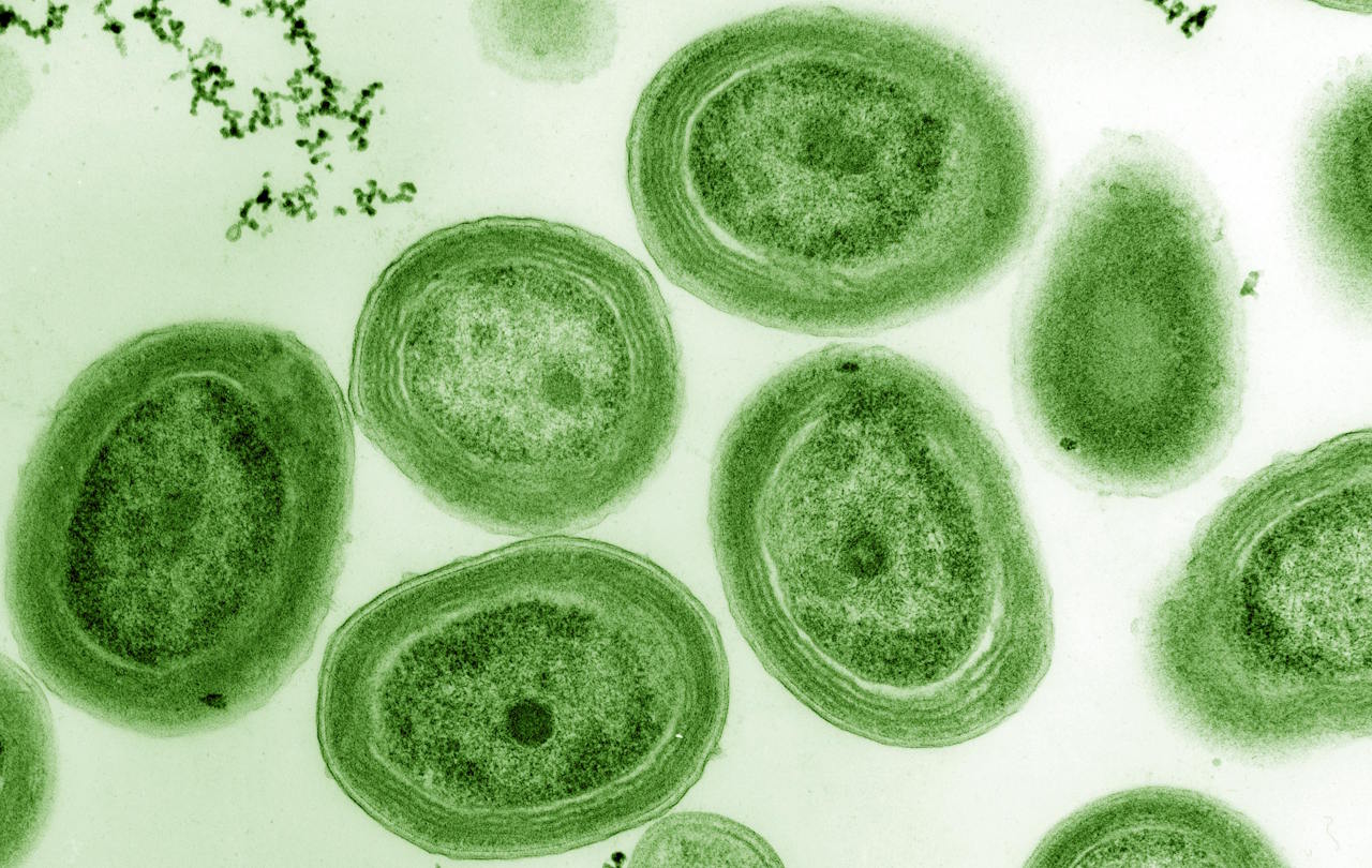 Трансмісійна електронна мікроскопія ціанобактерій Prochlorococcus, які виробляють третину всього кисню на Землі. Luke Thompson / Chisholm Lab, Nikki Watson / Whitehead / MIT
