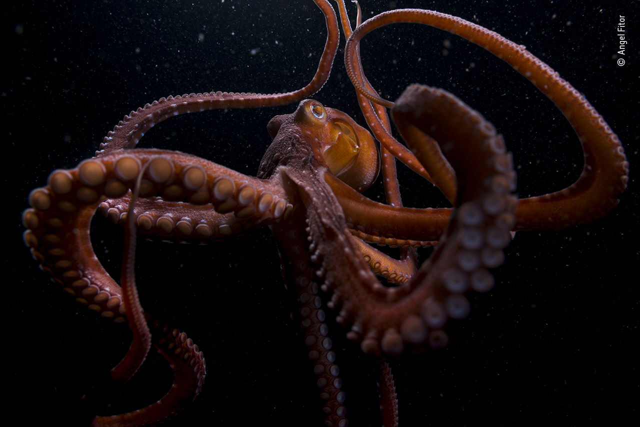 Восьминіг (Callistoctopus macropus) розправляє щупальця, готуючись до нічного полювання&amp;nbsp;