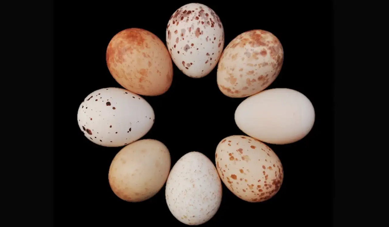 Яйця вилохвостого дронго, кожне від іншої самки.&amp;nbsp;Jess Lund