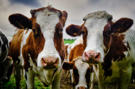 Яка роль корів у глобальному потеплінні? Вони справді забруднюють атмосферу метаном? І що з цим робити?