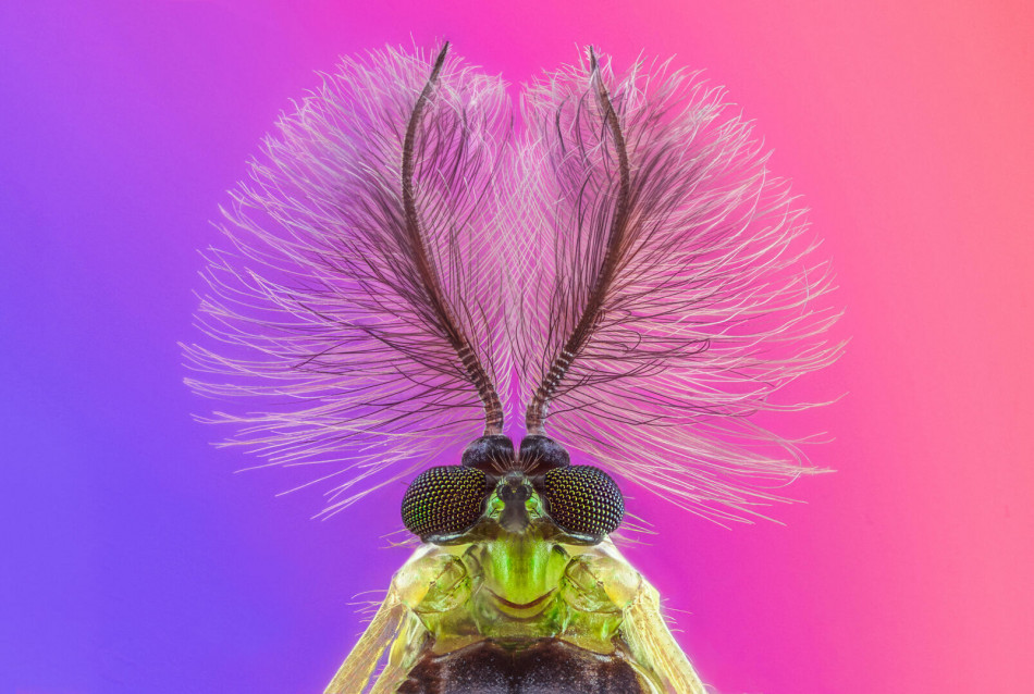 Галерея. Buglife Bug Photography Awards