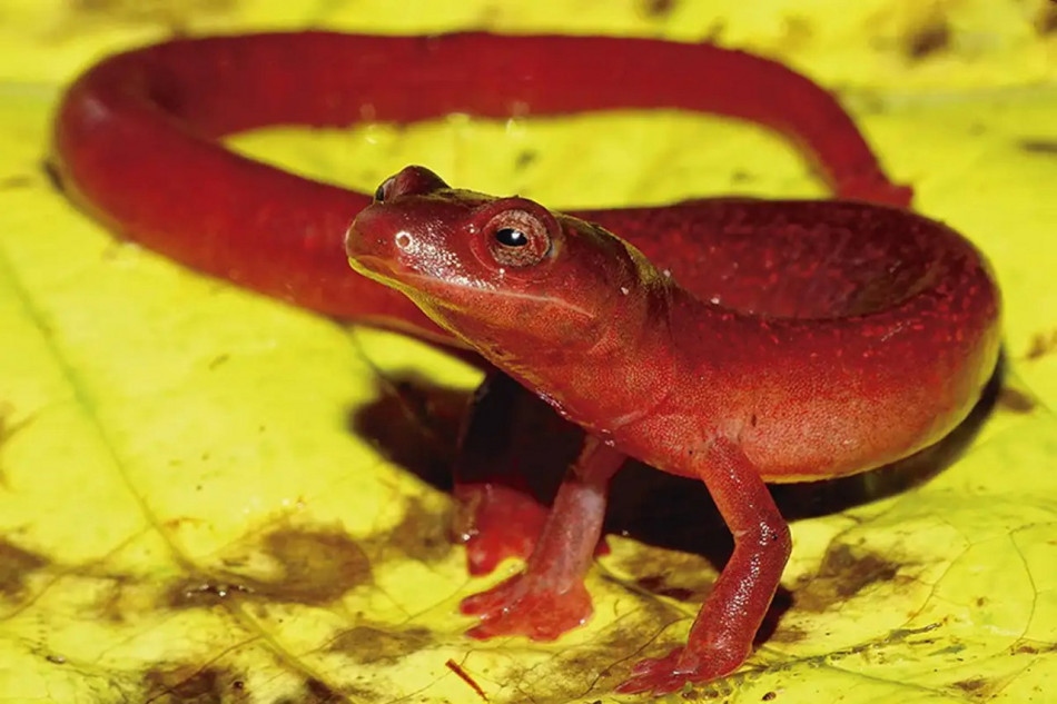 Новий вид вогняно-червоної саламандри знайшовся в горах Панами