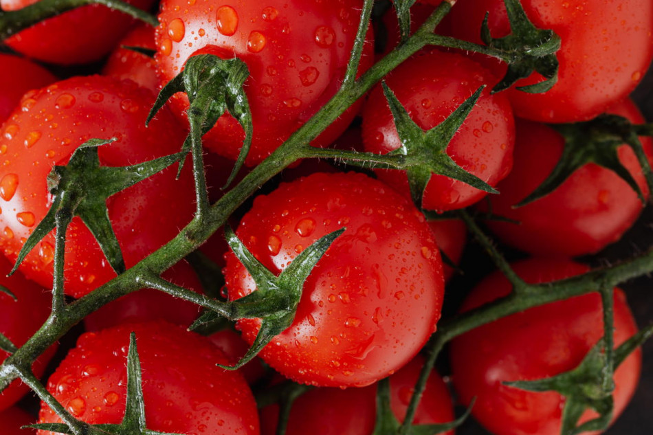 ГМО-помідори допоможуть покрити добову потребу вітаміну D