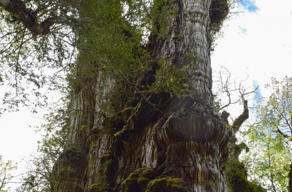 Еколог оцінив вік фіцрої в понад 5 000 років. Тоді вона найстаріше дерево світу