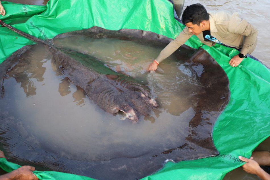 Рибалка в Камбоджі виловив найбільшу прісноводну рибу. Це гігантський скат