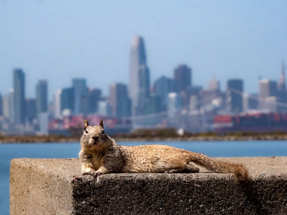 Тварини і місто. Фотоконкурс Urban Wildlife Photography