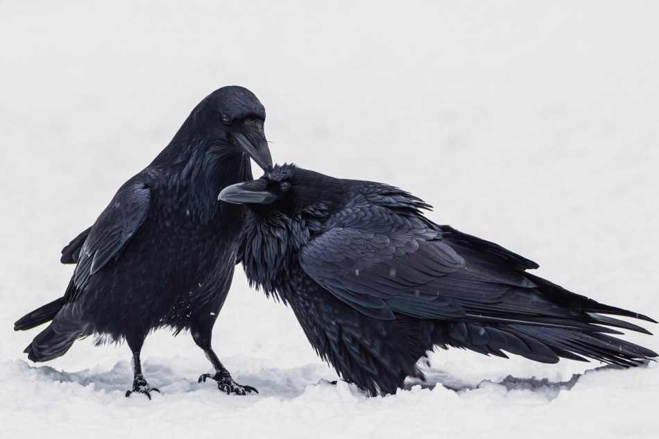 Галерея. Найкращі світлини птахів з фотоконкурсу Audubon Photography Awards