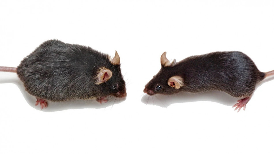 Молоді миші постаріли після переливання їм крові старих мишей