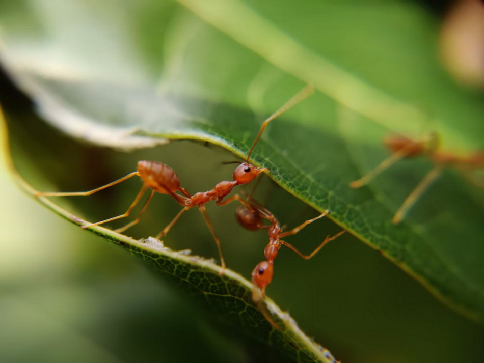 На Землі виявилося 20 000 000 000 000 000 мурах