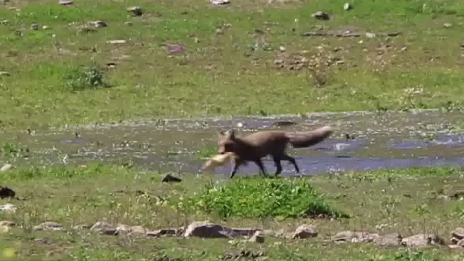 Звичайну лисицю вперше застали за рибальством