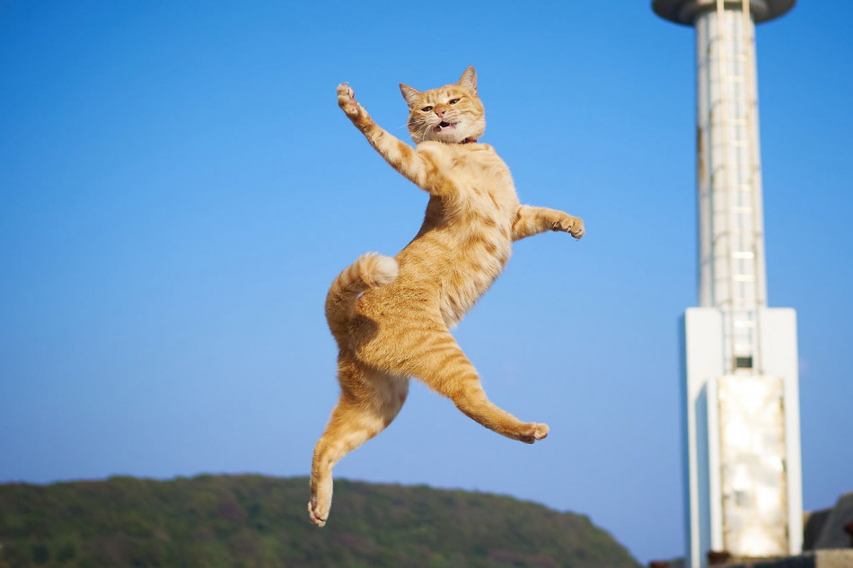 Фізик пояснив живучість котів при стрибанні з висоти