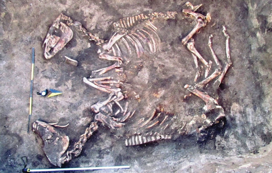 На Тернопільщині знайшли поховання двох коней бронзової доби