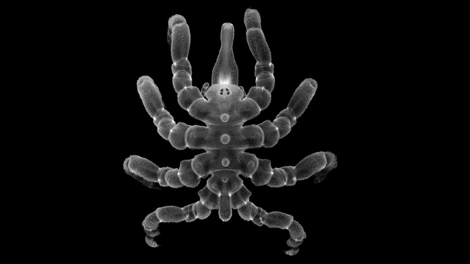 Молоді морські павуки відростили собі відрізані ноги, органи розмноження та анус