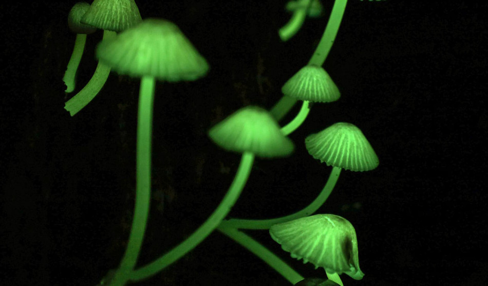 Світлодіоди підказали причину світіння грибів