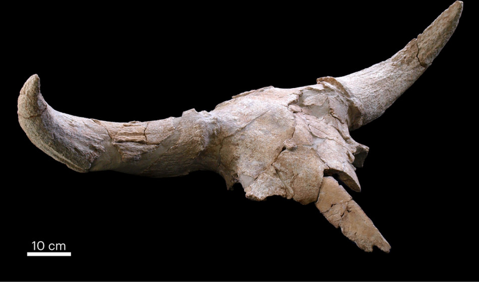 В іспанській печері знайшли неандертальську колекцію черепів тварин