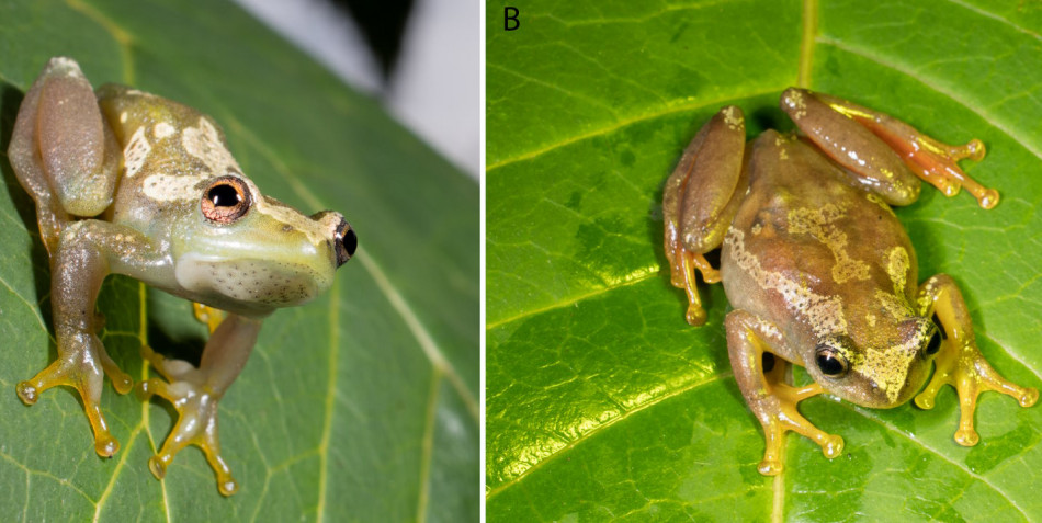 Новий вид безголосих жаб знайдено в танзанійських горах