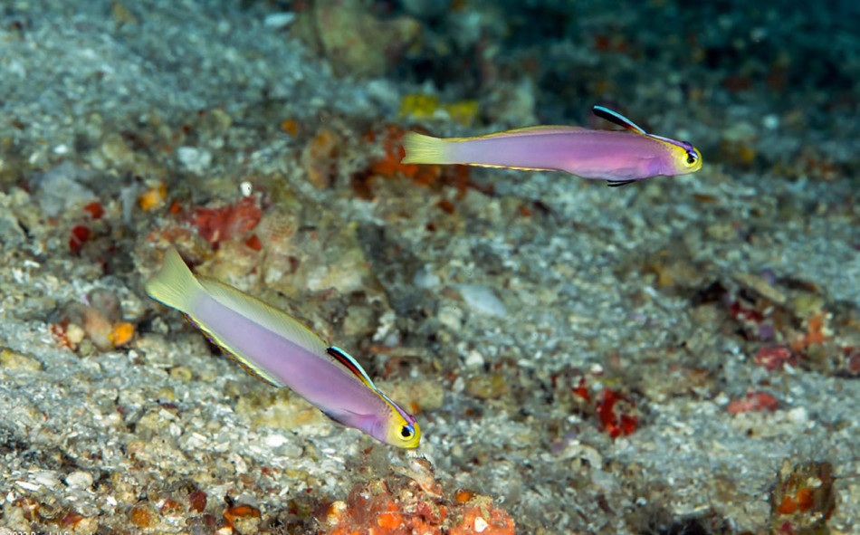 Зоологи описали новий вид рибок лавандового кольору з Тихого океану