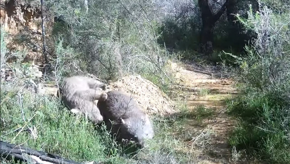 Відеопастка зареєструвала рідкісні кадри зі спаровуванням диких вомбатів