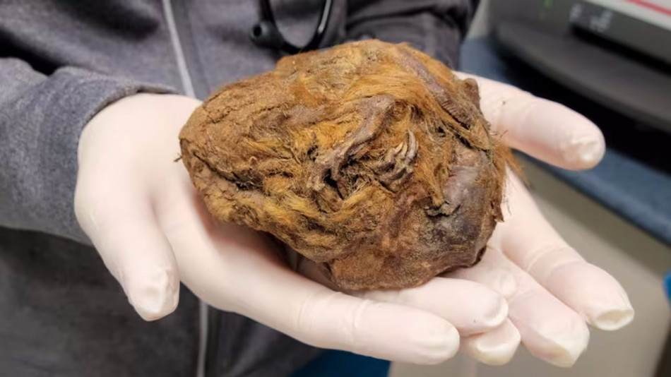 Муміфікована кулька з Клондайку виявилася тілом ховраха віком 30 000 років