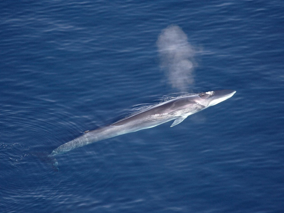 Підводні оптоволоконні кабелі допомогли постежити за китами