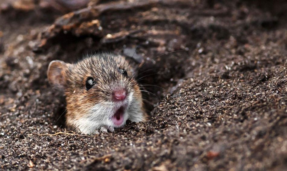 Миші з прискореним старінням прожили наполовину довше при нестачі кисню