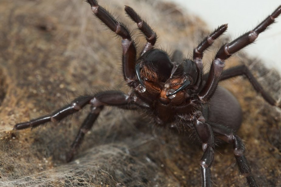 Отрута найнебезпечніших павуків підлаштувалася під їхню поведінку