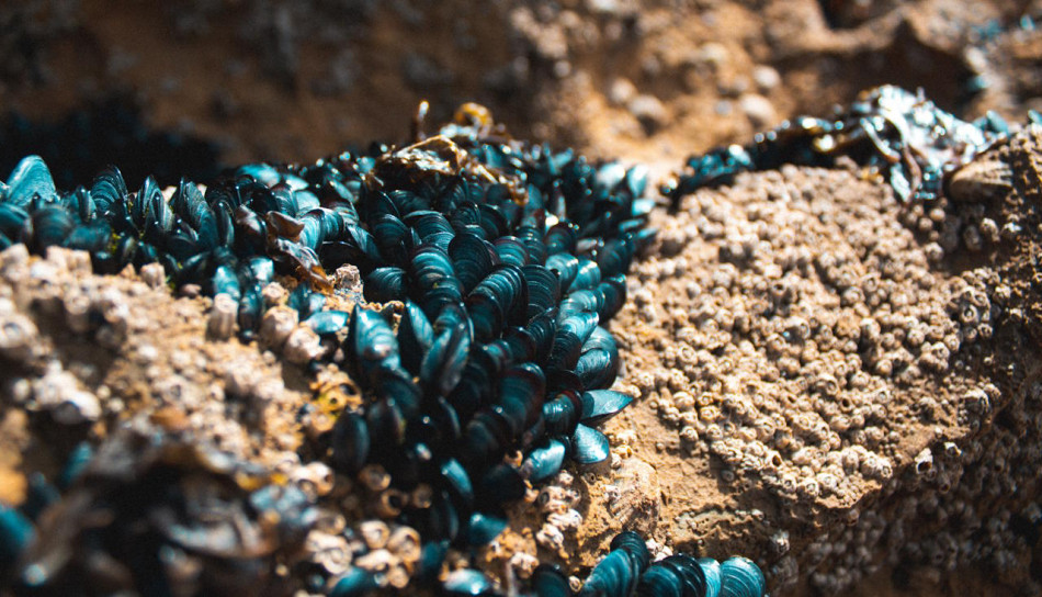 Випорожнення молюсків допоможуть очистити водойми від мікропластику