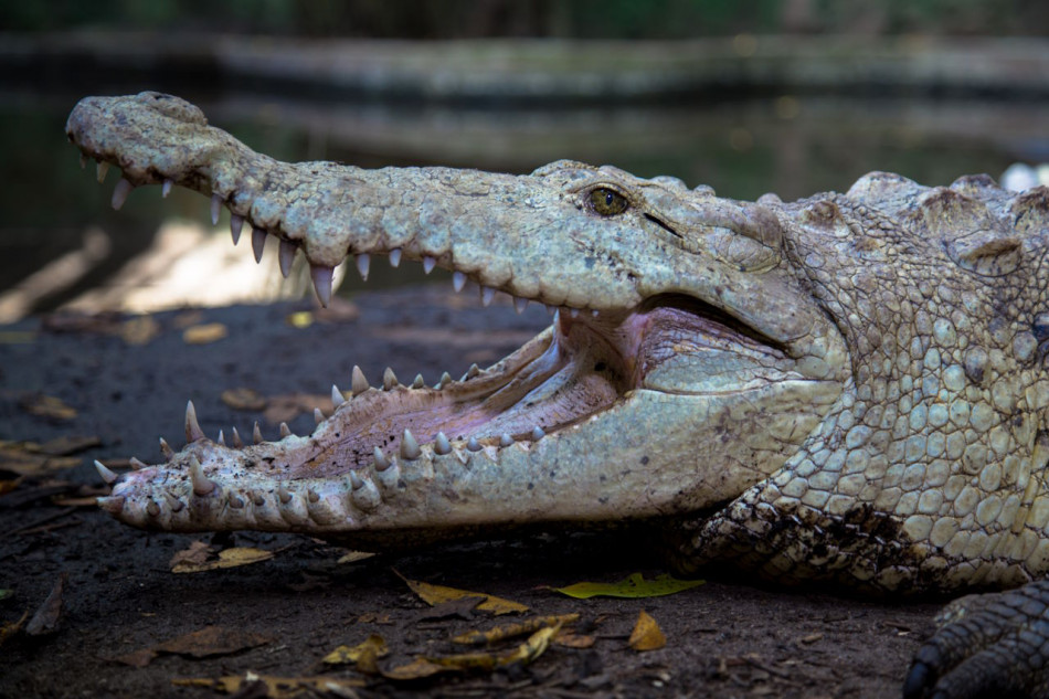 У крокодилів вперше описали розмноження без запліднення