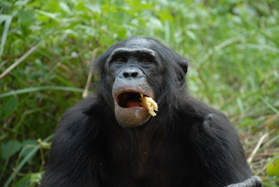 Мастурбація у самців приматів посприяла репродуктивному успіху