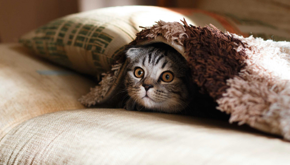 Улюблений хижак. Як кішки еволюціонували з савани до дивану?