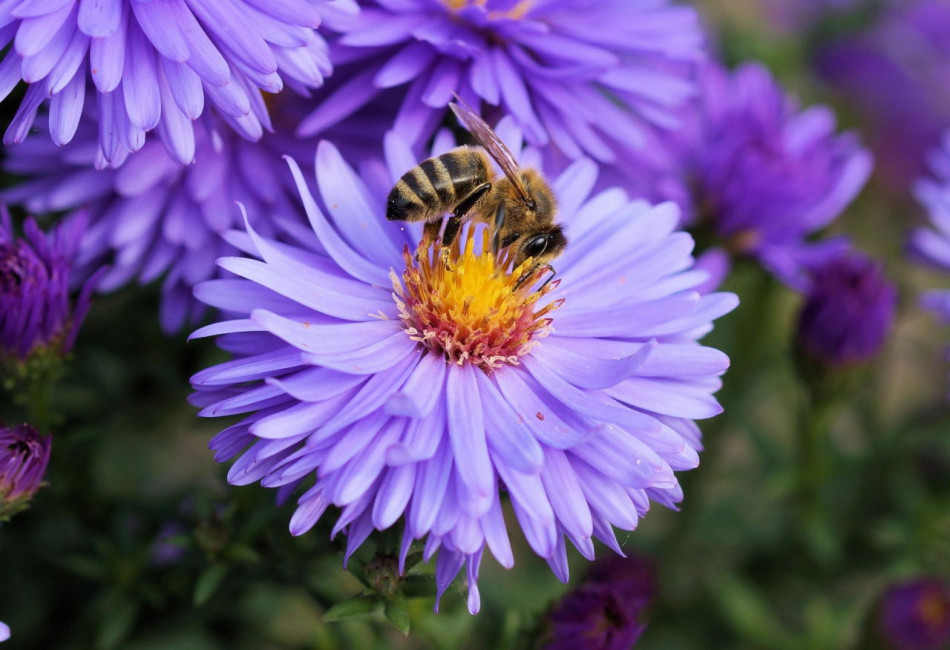 Бджоли не впізнали запах квітів через забруднення повітря озоном