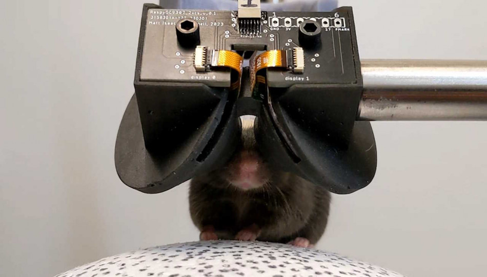 Миші у VR-окулярах не відрізнили віртуальний світ від реального