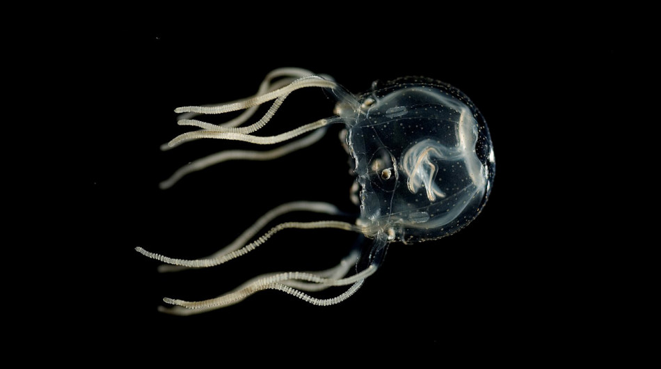 Медузи продемонстрували здатність навчатися на досвіді без мозку