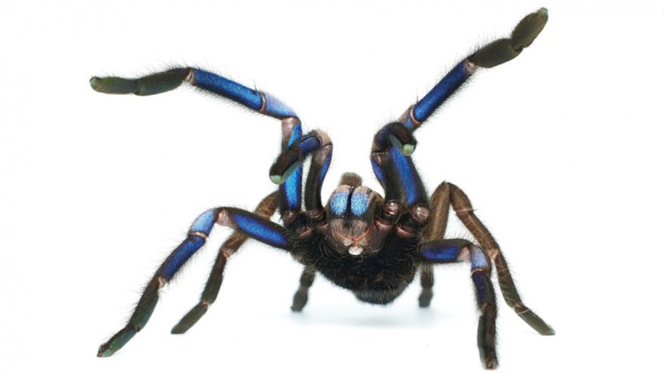 У Таїланді знайшли новий вид павука з перламутровими синіми ногами