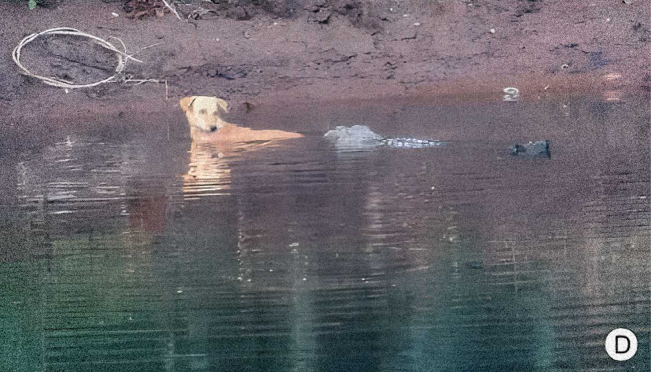 Крокодили в Індії провели собаку по річці до безпечного місця