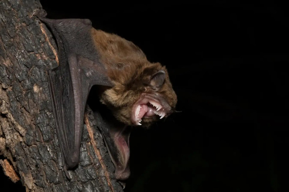 Австралійський комахоїдний кажан виявився не проти поїсти інших кажанів