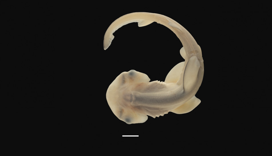 Біологи застали формування голови-«молота» в ембріона акули