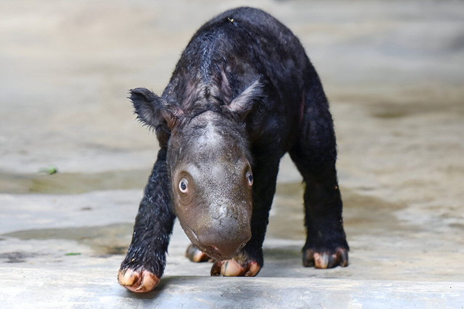 В Індонезії народився рідкісний суматранський носоріг. А в Англії — рідкісний чорний носоріг