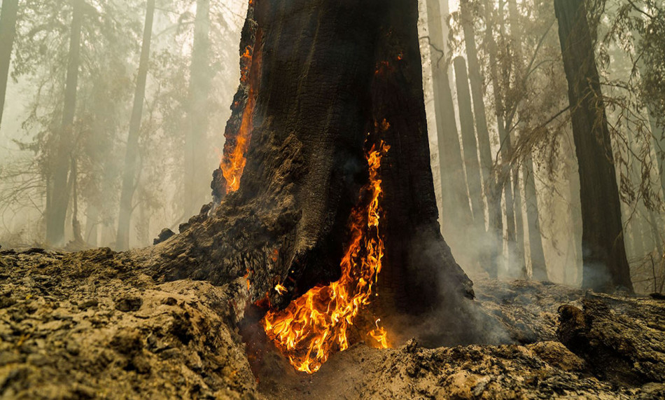 Каліфорнійські секвої ожили після пожежі, випустивши тисячолітні бруньки