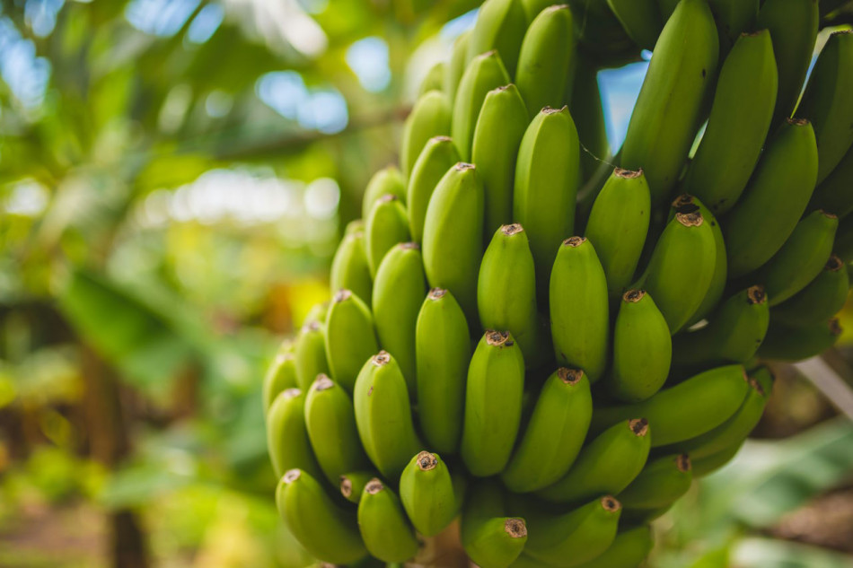 ГМО-банани вперше схвалили вирощувати на продаж