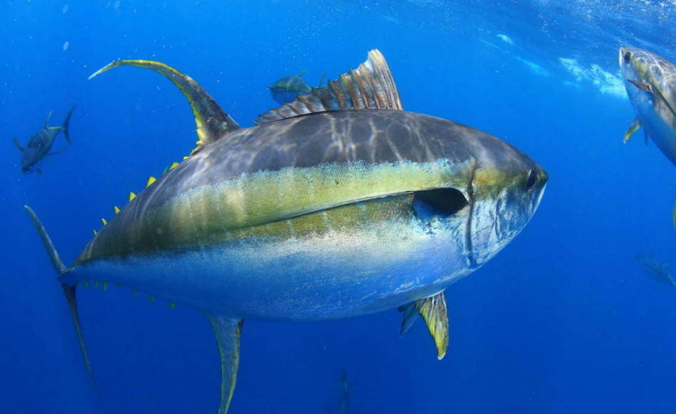 У тунці не поменшало ртуті попри 50 років контролю за ртутним забрудненням
