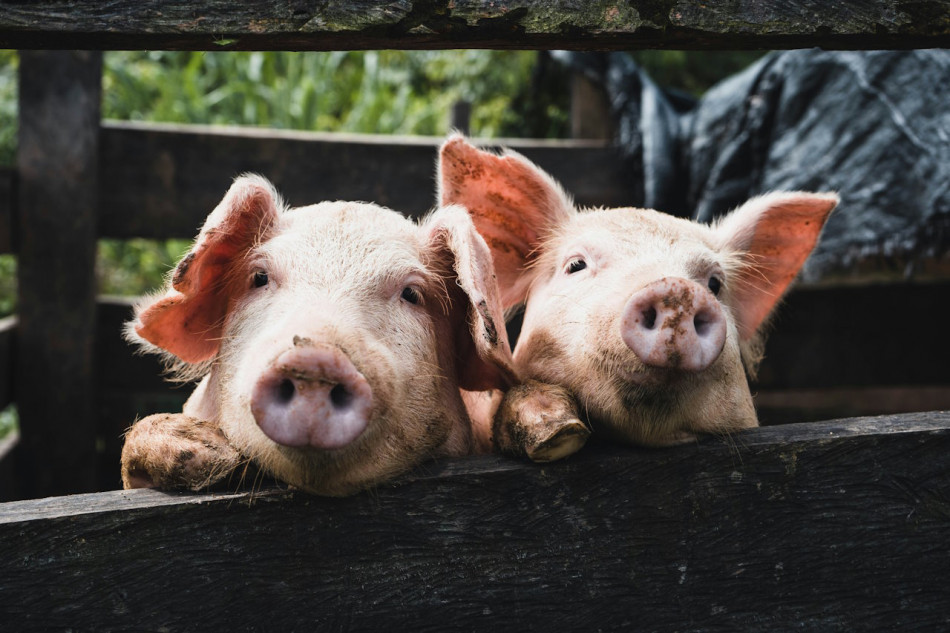 Стійкі до інфекції ГМО-свині дадуть першу відредаговану свинину